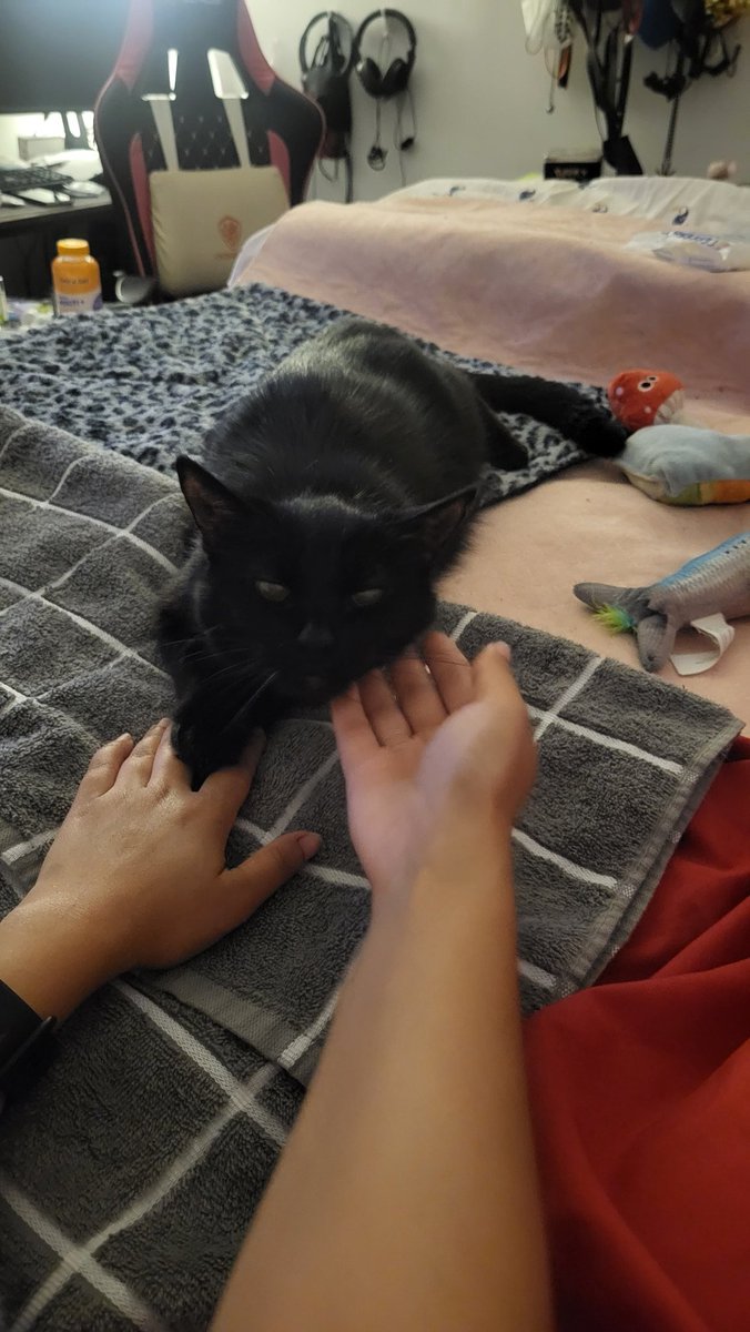 Katzen_Angelina's tweet photo. I hold mummy's hand, she 
        , gib scritches https://t.co/LNMHcTqspU