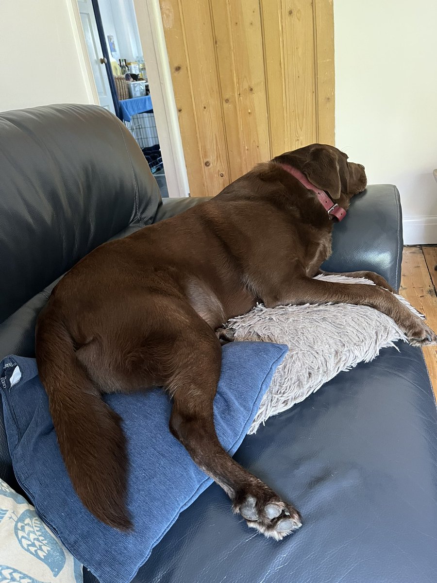 jahockney's tweet photo. Clearly one cannot be expected to sleep on only one cushion??
#irule #DogsOfTwitter #hotlab https://t.co/WKu8IvV9IW