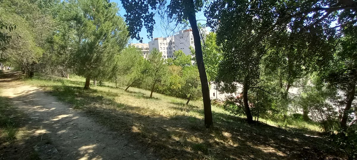 JaramaVivo's tweet photo. ❗No a la tala en Las Tablas❗Esta es la arboleda que quieren talar para construir pasos para coches y para la salida de los aparcamientos de las nuevas viviendas que se van a construir junto a la vía de tren Chamartín-Fuencarral. https://t.co/WSQ5elaowf