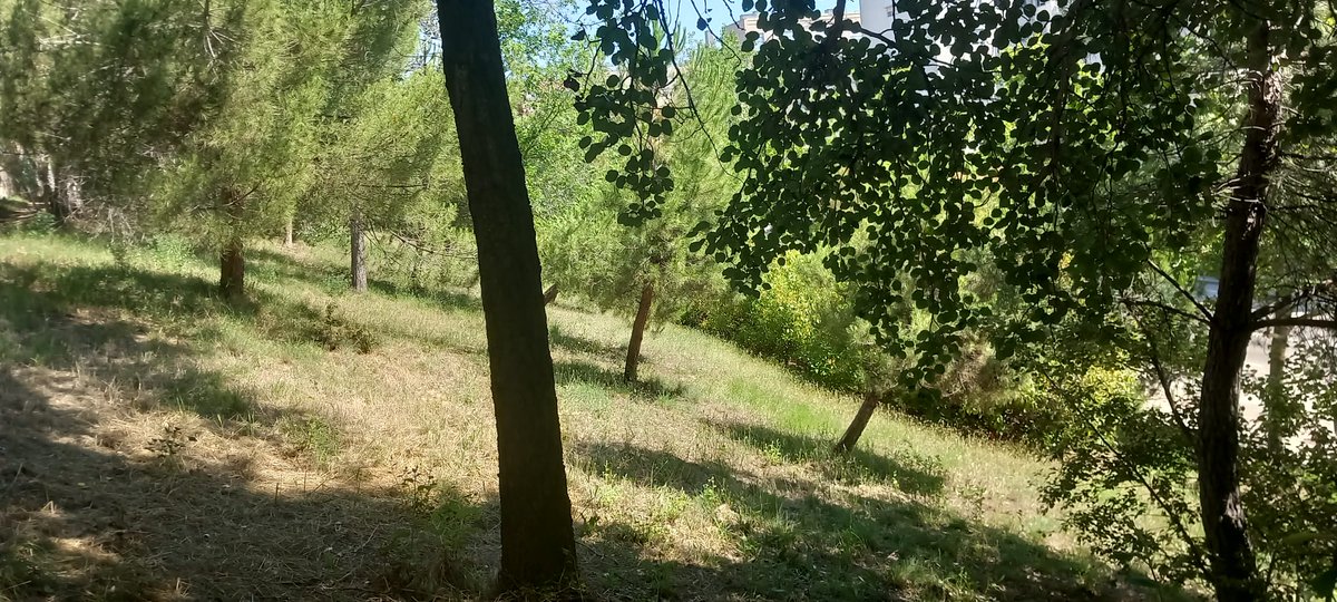 JaramaVivo's tweet photo. ❗No a la tala en Las Tablas❗Esta es la arboleda que quieren talar para construir pasos para coches y para la salida de los aparcamientos de las nuevas viviendas que se van a construir junto a la vía de tren Chamartín-Fuencarral. https://t.co/WSQ5elaowf