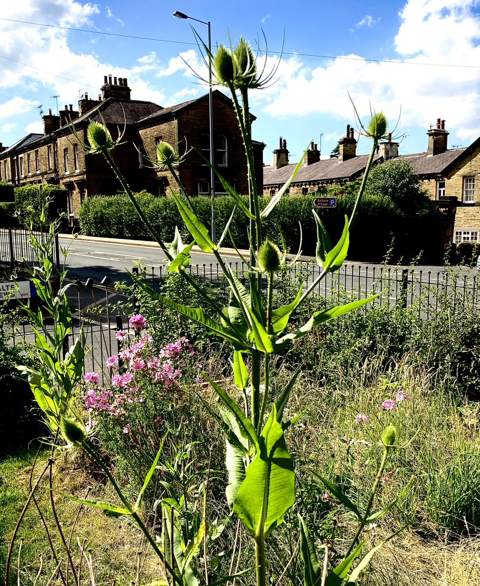 Beautiful #teasel

#wildlifegarden #urbanpermaculture #wildlifematters #saltaire