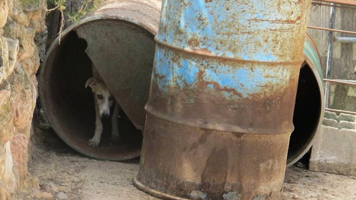 Miles de perros de caza en nuestro país tendrán que soportar hoy temperaturas de más de 40 grados dentro de bidones de chapa y zulos que actúan como hornos crematorios.
Los perros de caza, como los animales de producción, han sido excluidos de la Ley aprobada por <a href="/PSOE/">PSOE</a> y <a href="/PODEMOS/">Podemos</a>