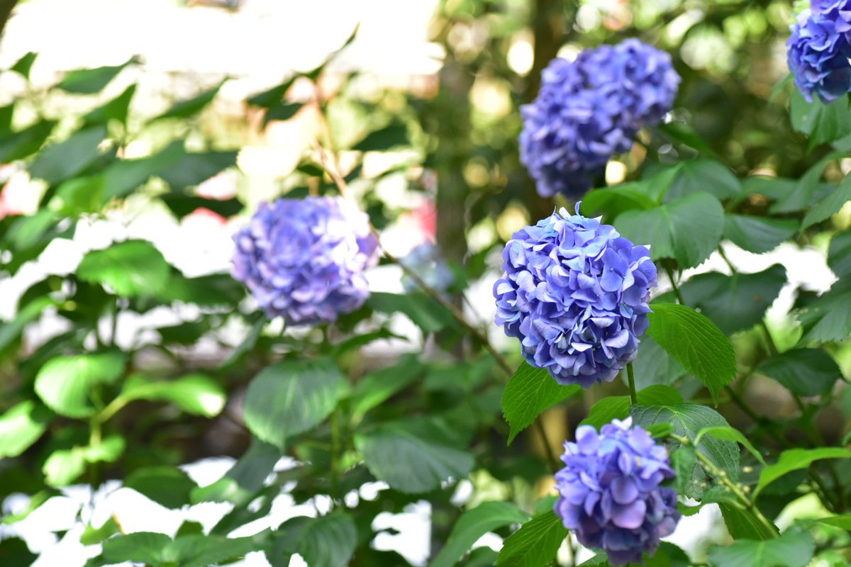 #nikon  #nikond750  #nikonphotography   #散歩　#写真が好きな人と繋がりたい  #氷川神社