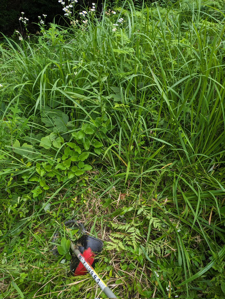 ShoeBase's tweet photo. 今日は朝から地元水利組合が管理している池の草刈りでした🌿

草が伸びててかなり苦労しました😇

#草刈り
#池
#水利組合 https://t.co/0UqwzT6JrW