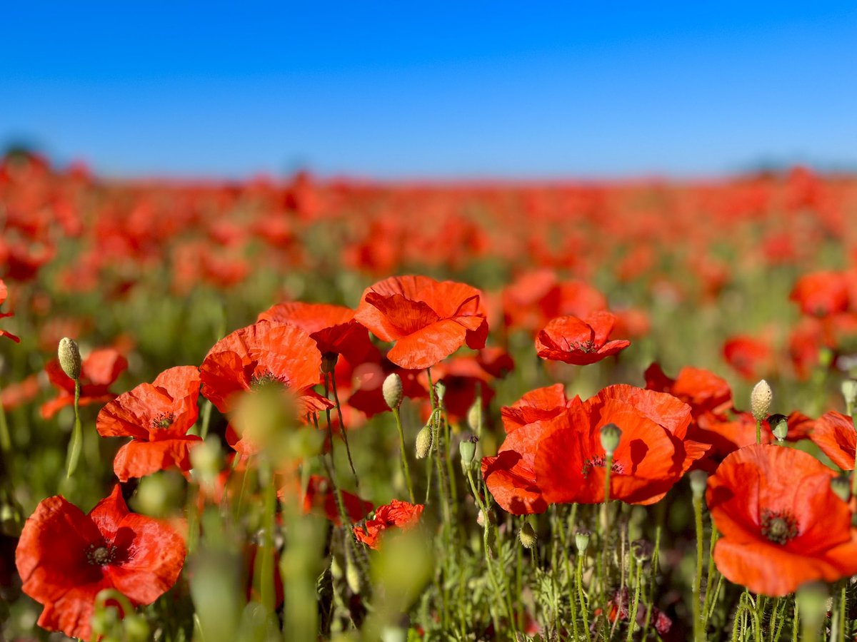 Saw another poppy field in the distance yesterday so investigated this morning… Little Melton, Norfolk…@WeatherAisling @ChrisPage90 @StormHour @metoffice #loveukweather @visitnorfolk @BBCCountryfile