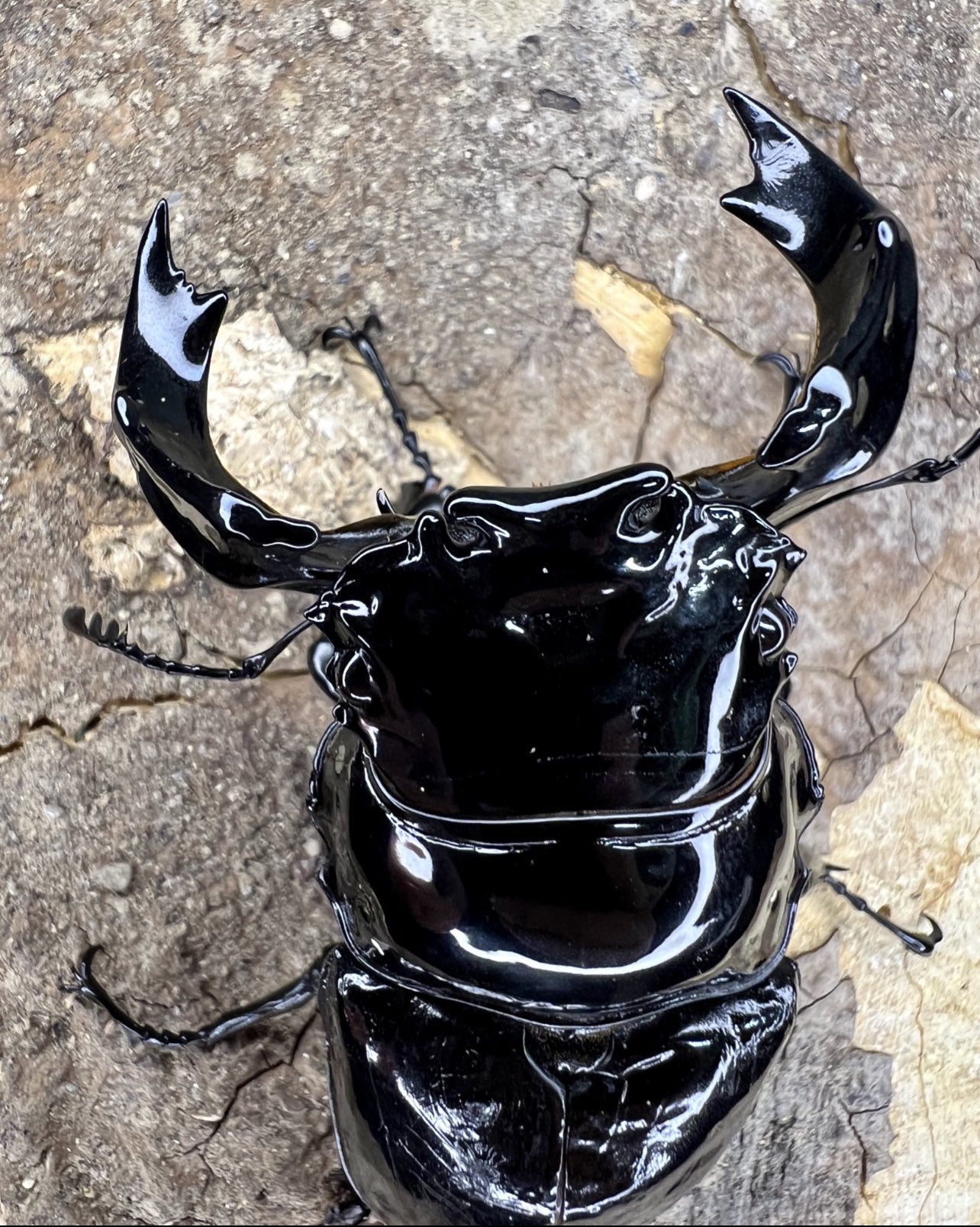 ヘラクレス C68メテオアウトCBF1未使用 末後食トリオ ♂1 頭♀2頭