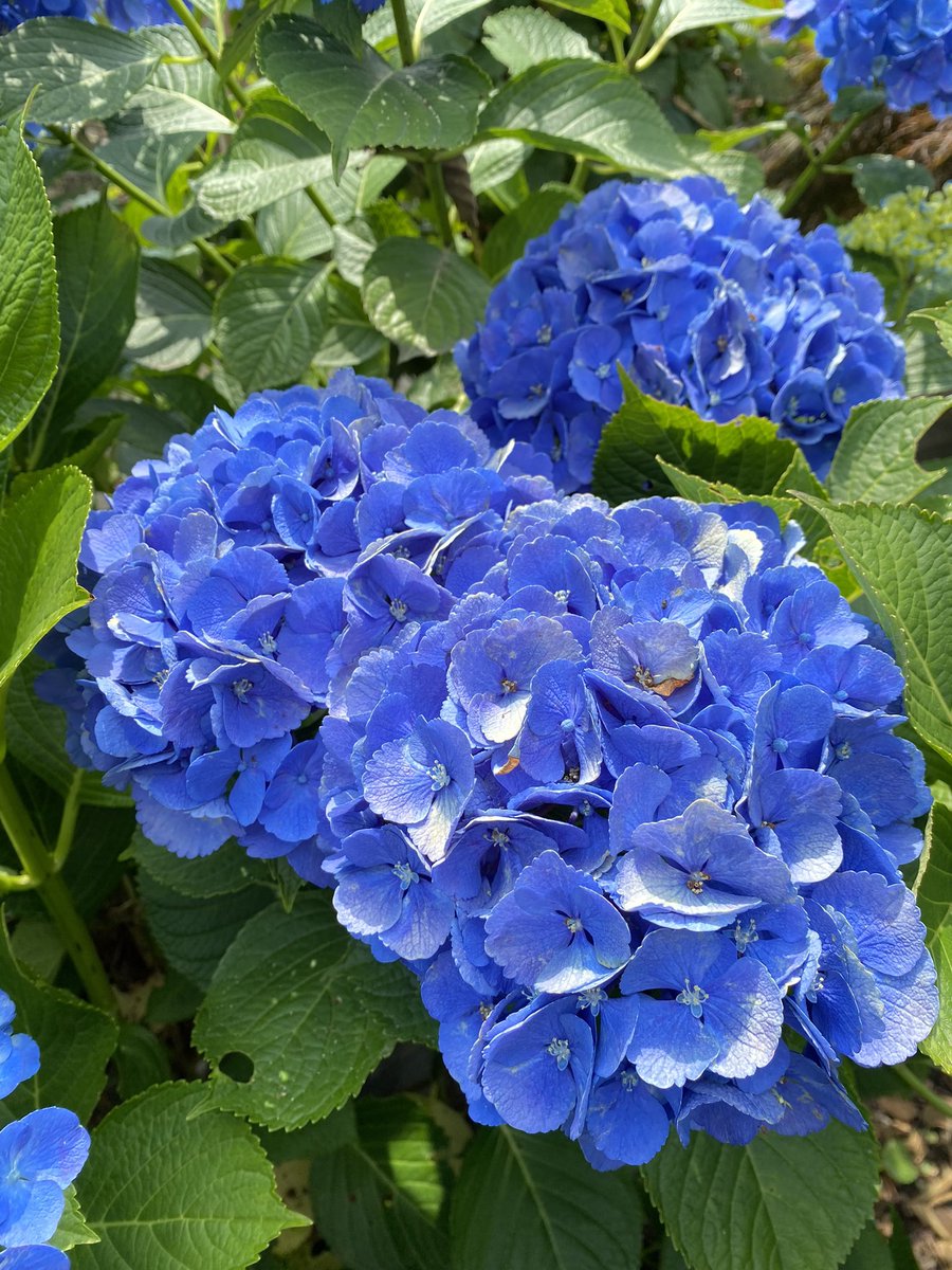 庭の紫陽花
紫もあるけど既に色が悪くなってた
青のアジサイだけ