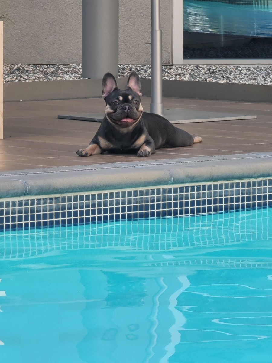 AskMsKirk's tweet photo. Pool Time. #MissPhoenix https://t.co/L2GBYmZDAe