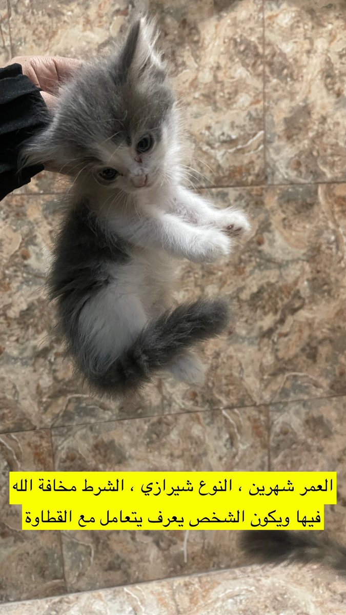 N701__'s tweet photo. #تبنى_لاتشتري #تبني_الدمام #قطط_للتبني 
#تبني_عاجل https://t.co/zo2jUQCe25