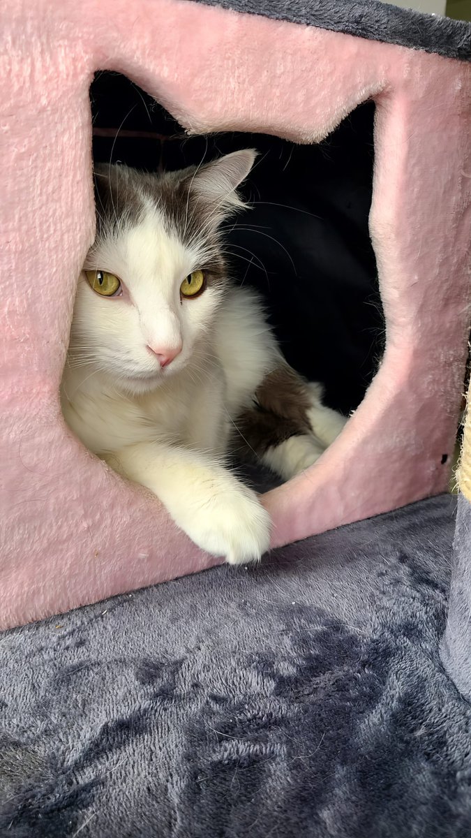 I asked my cat for dating advice. She said, "Swipe right on someone who loves you as much as I love catnip." 😻💑 #CatApprovedDatingTips #catgirl