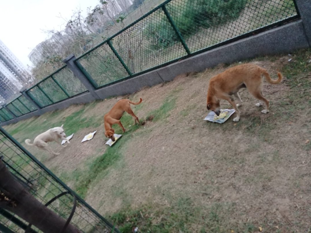 PrayatnaFounda1's tweet photo. When you're out grocery shopping for your family, maybe you can put a can of dog food in your cart and bring it to an animal relief center. https://t.co/N6b8zzwscX