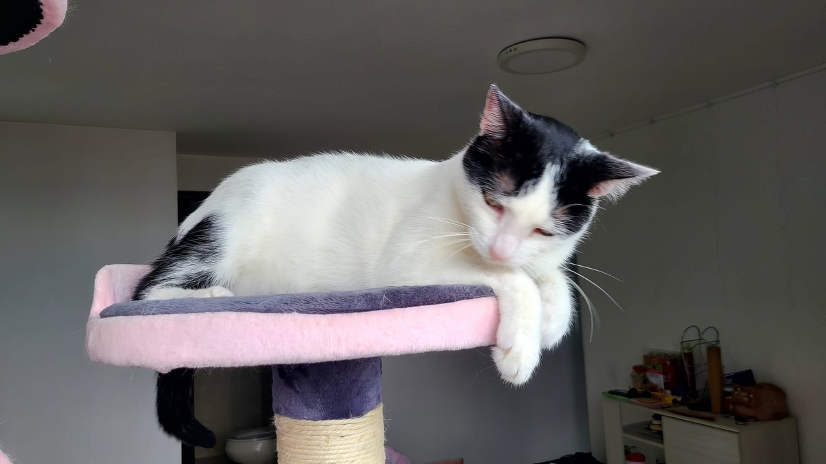 Spent the whole day talking to my cat. If that's not purr-suasive communication, I don't know what is. 🗣️😸 #CatLovers #CommunicationSkills #catgirl