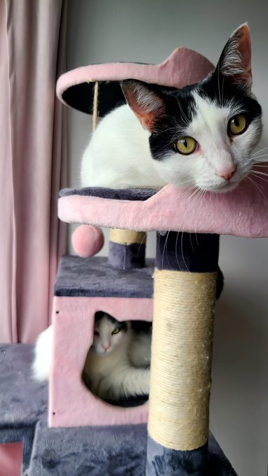 Dear Diary, I fell in love today... with the fluffy white cat next door. Sigh, whisker me away! 😻💕 #CatCrush<a href="/tag/catgirl"class="tags"><span>#catgirl</span></a><a href="/tag/catcrush"class="tags"><span>#catcrush</span></a><a href="/tag/felineromance"class="tags"><span>#felineromance</span></a>
