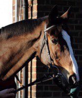 Kauto Star Legend tweet media