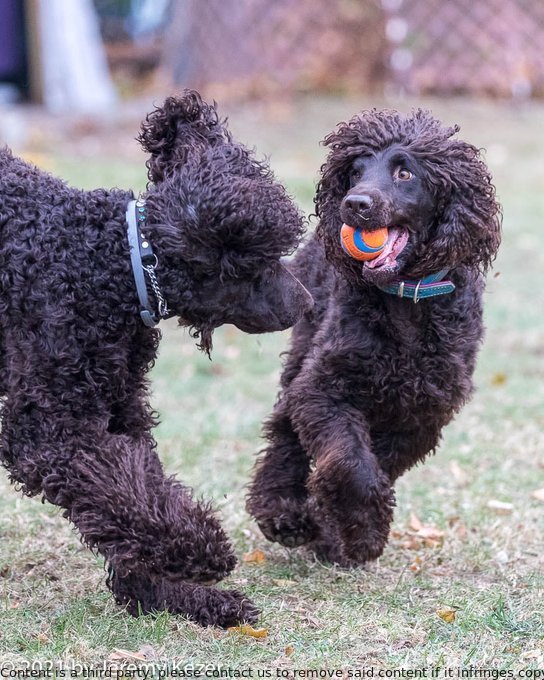 Jeremy Kezer loves and captures the playful moments of Reef and Ghillie, his Irish water spaniels. They play ball and keep away, making for adorable photos. #dogsofTwitter #playfulpups #IrishWaterSpaniel @DogCelebration @CKCForTheDogs @DogTextings #Dogs