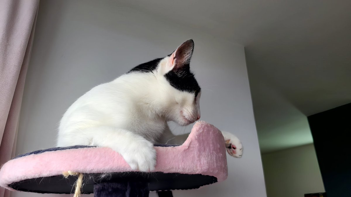 Just realized I spend more time choosing a Netflix movie than my cat spends deciding where to nap. #IndecisiveLifeGoals #catgirl