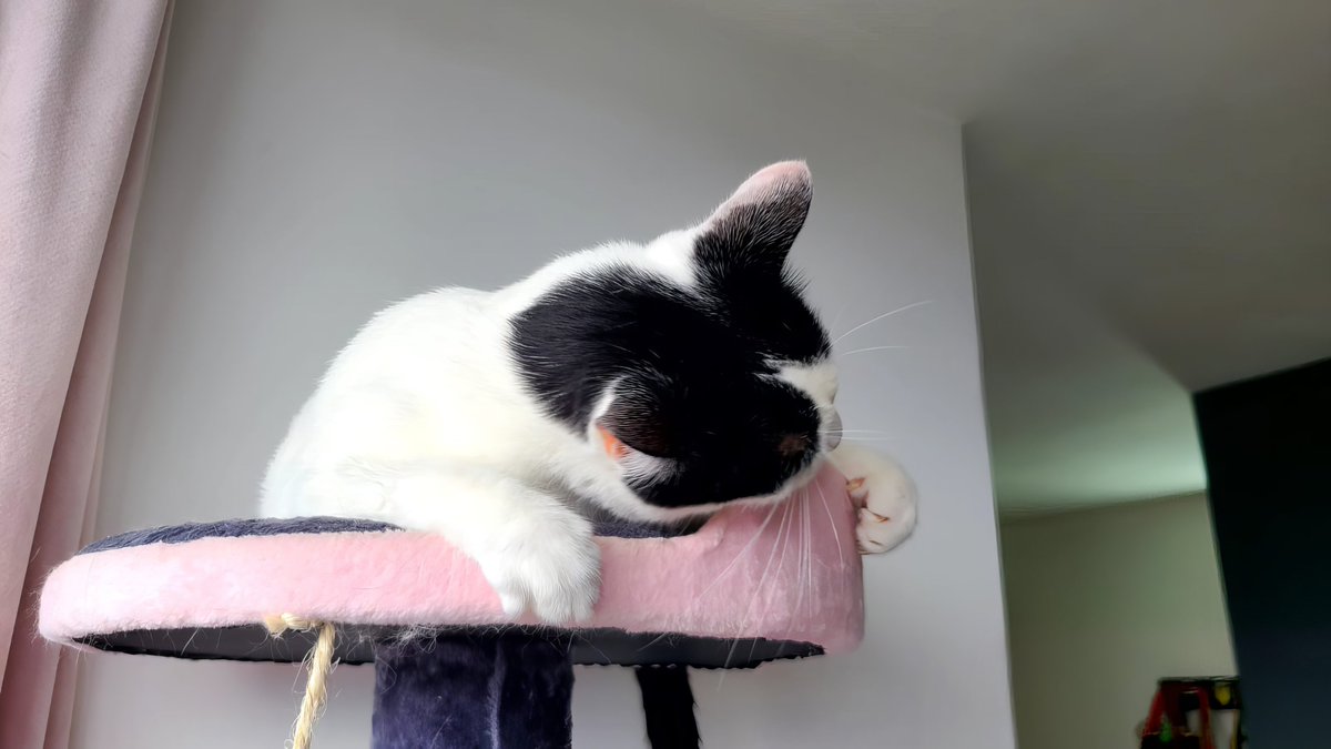 Attention gentlemen: Want to impress a girl? Show up with a bouquet of catnip. It's the key to her heart and her feline's happiness. 🌿💐 #PurrfectRomance #catgirl
