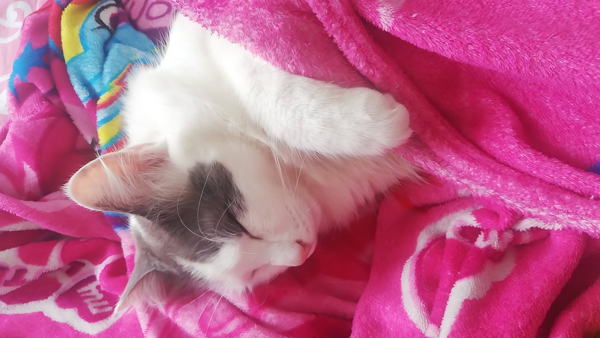 According to my cat's horoscope, she's destined to be the queen of my heart. Guess we're both leo-pards in love! 😻♌️ #CatAstrology #catgirl