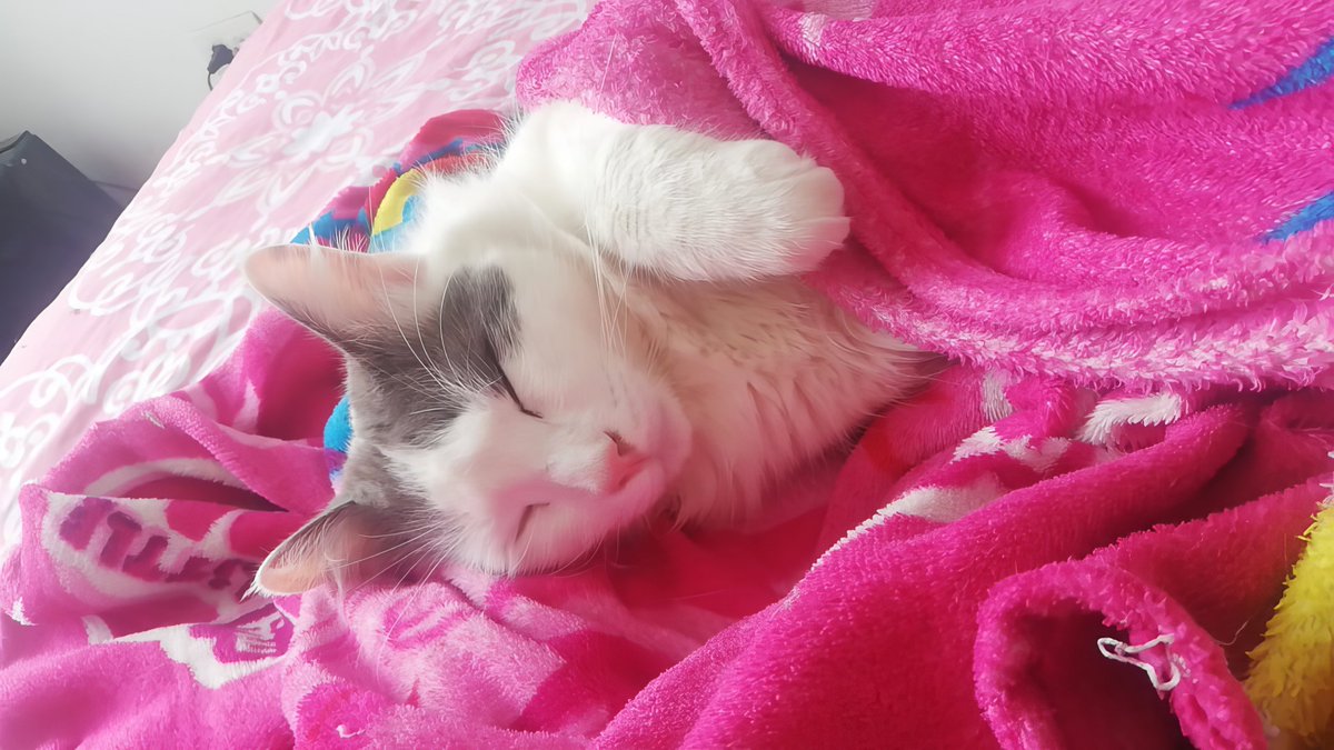 When you've spent all day watching cat videos and realize you're turning into a purrfectionist. 😺📺 #CatObsessed #catgirl