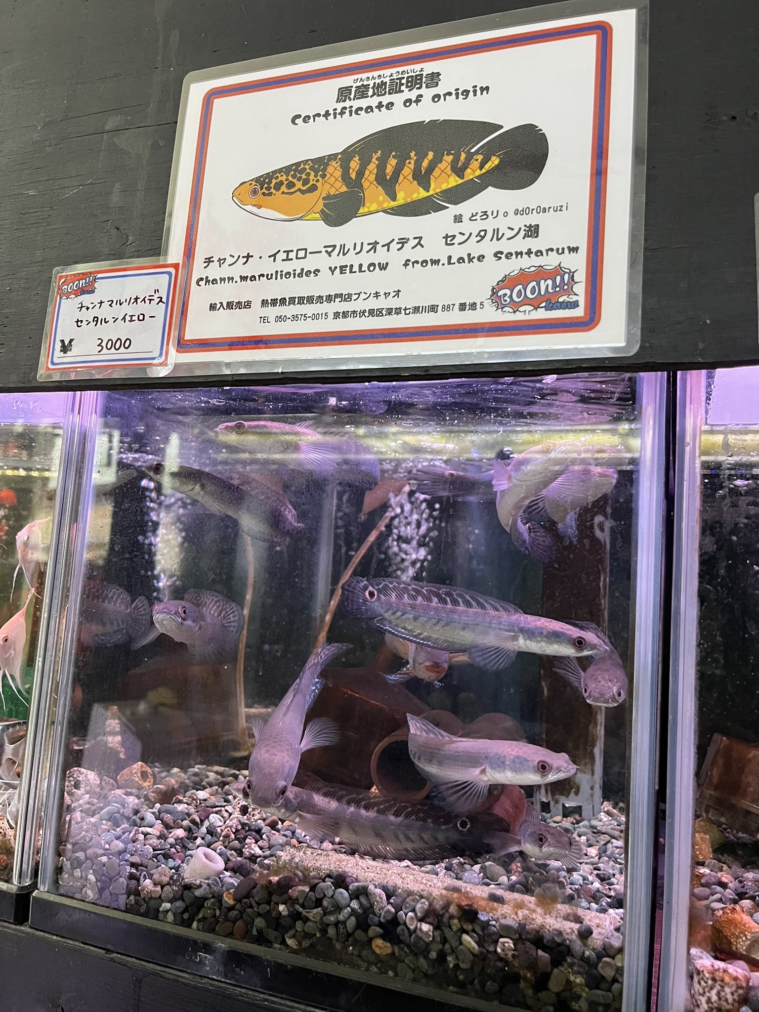 熱帯魚買取販売店 ブンキャオ -Boonkaew- على X: 