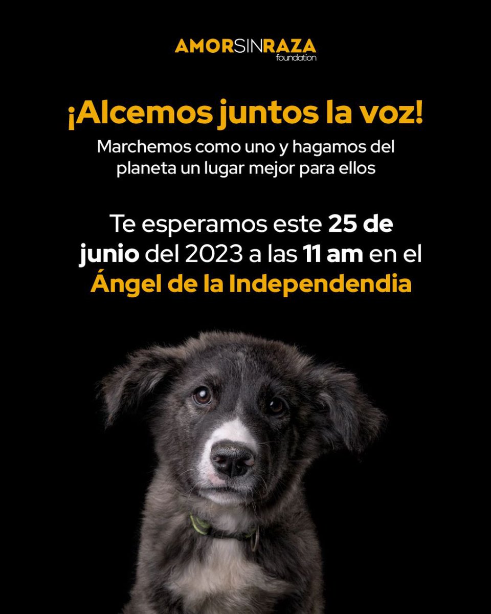 pammix's tweet photo. @AmorSinRaza 

#PorUnaLeyGeneralDeProteccionAnimal
#SiALaReformaConstitucional
#CeroMuertesEnAntirrabicos
#Articulo4EsPromesa https://t.co/Y5q5EVRrcA