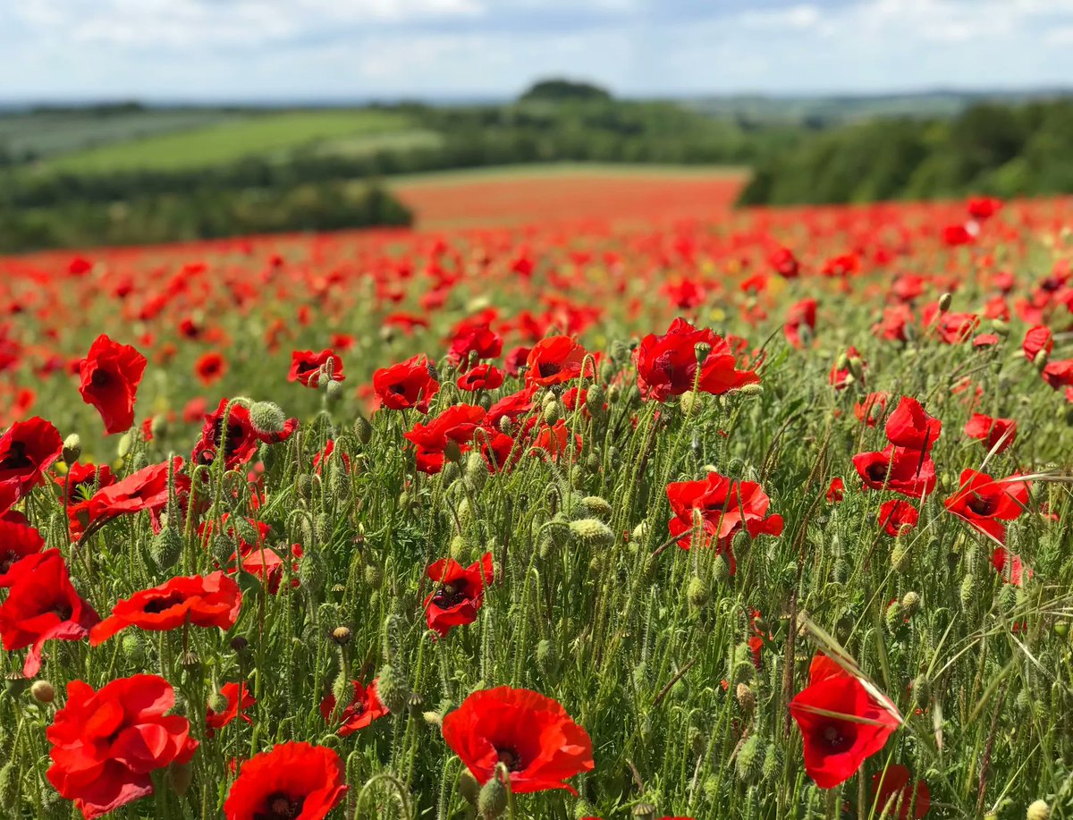 sdnpa's tweet photo. Poppies aren't just for bees, you know.

Photographers are also pretty fond of them.

📷 Natasha Oxley
📍 Cheesefoot Head 

#SouthDowns #WeekendVibes https://t.co/tLF6VdRG1F