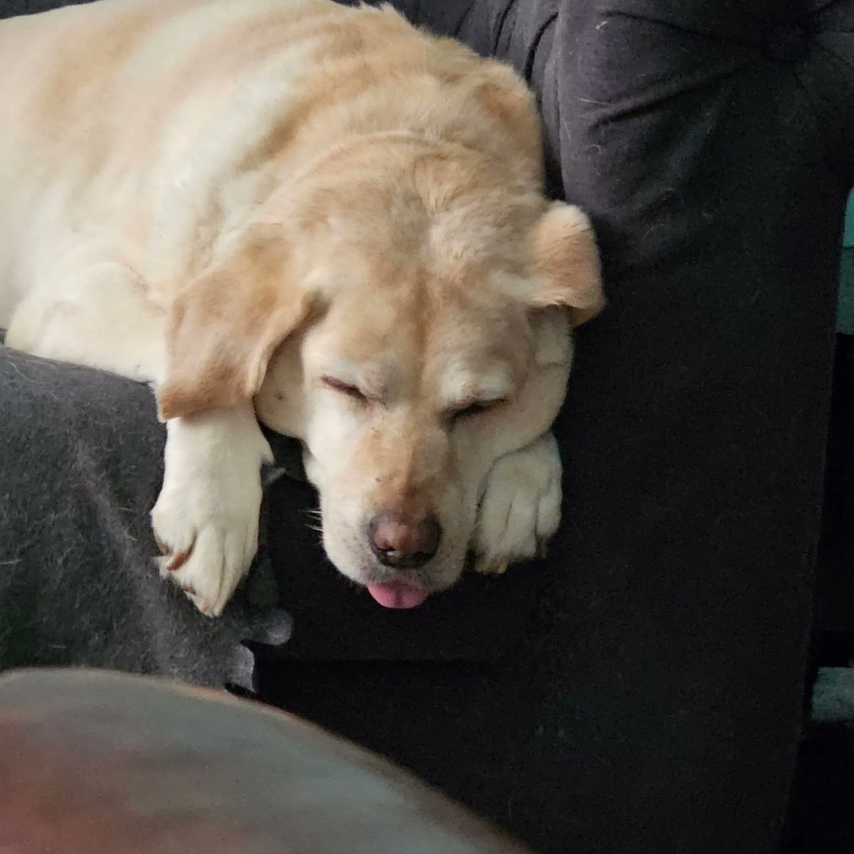 twincitiesliz's tweet photo. @bunsenbernerbmd Phoebe a retired service dog and full time sleep blepper... https://t.co/D0Zb05oPcR