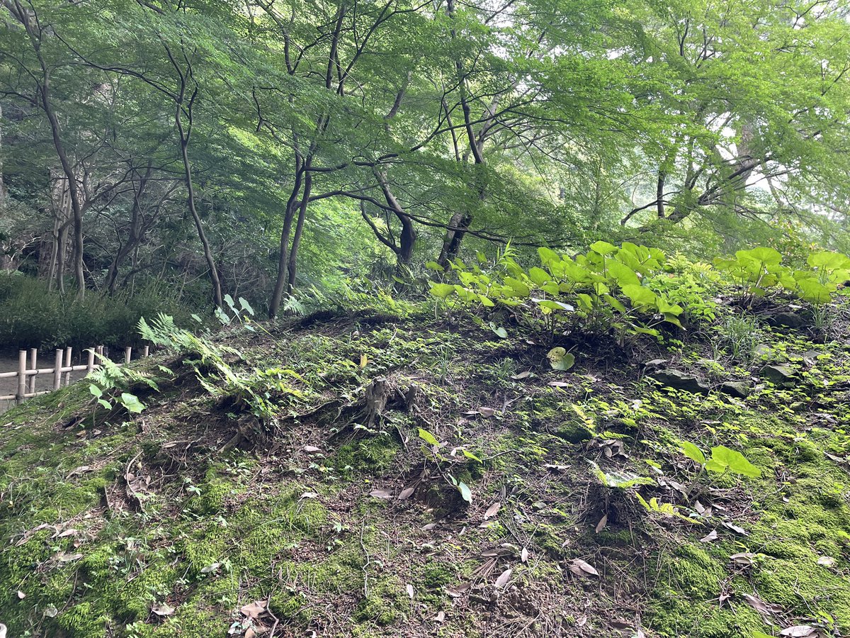 rackorfloor's tweet photo. 奥まった所に生えていた植物達。後ろから見るとそれぞれが生まれた場所から一生懸命太陽に向かって手を伸ばしている様でした。横に回って見ると人々が光を求めて列を成している様に見えました。個として見た時と集団として見た時の見え方の違いの様で、美しくもあり異様な感覚も覚え、とても興味深い。 https://t.co/7hzFkzAYvr