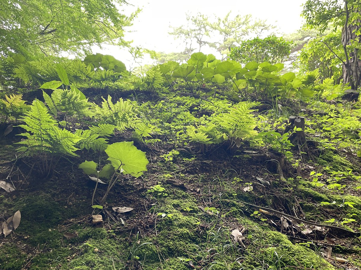 rackorfloor's tweet photo. 奥まった所に生えていた植物達。後ろから見るとそれぞれが生まれた場所から一生懸命太陽に向かって手を伸ばしている様でした。横に回って見ると人々が光を求めて列を成している様に見えました。個として見た時と集団として見た時の見え方の違いの様で、美しくもあり異様な感覚も覚え、とても興味深い。 https://t.co/7hzFkzAYvr