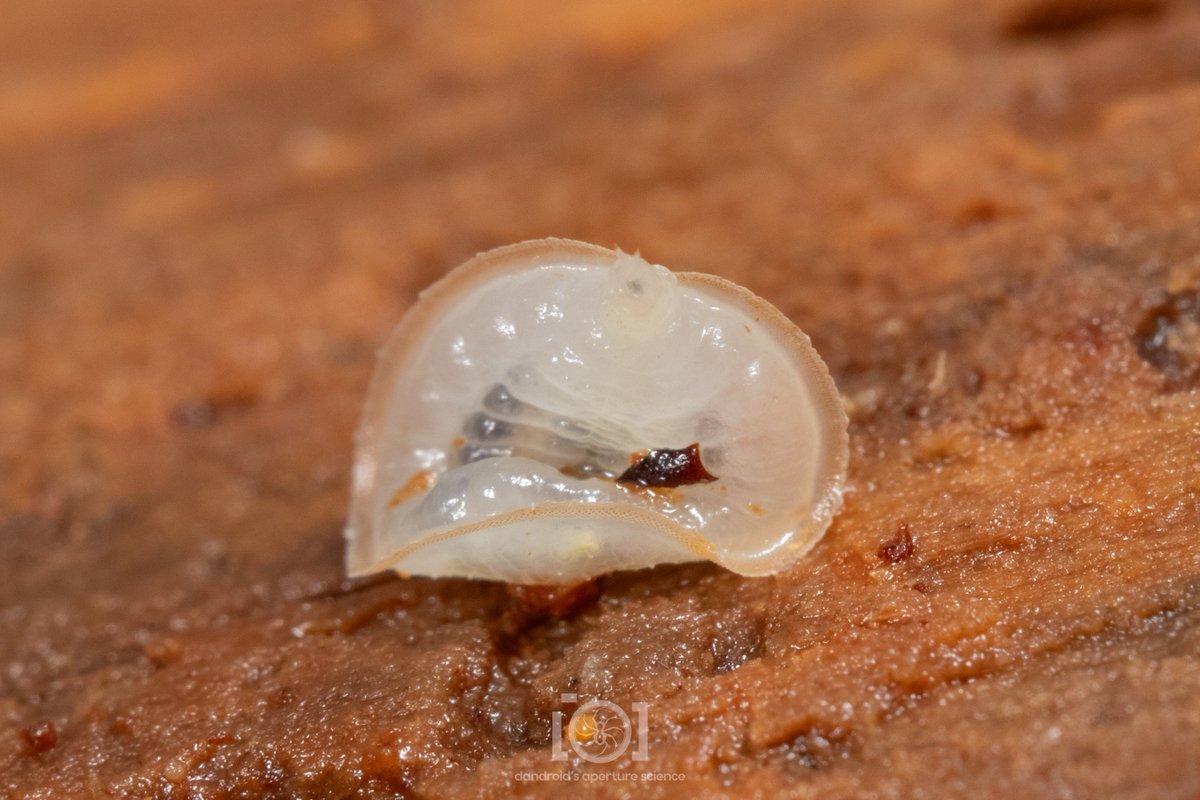 Pics of the Sentient Toilet Lid, including the underside. They're not easy to flip. Solid design. (Microdon sp ant fly larvae) 6/24/23. N. Florida