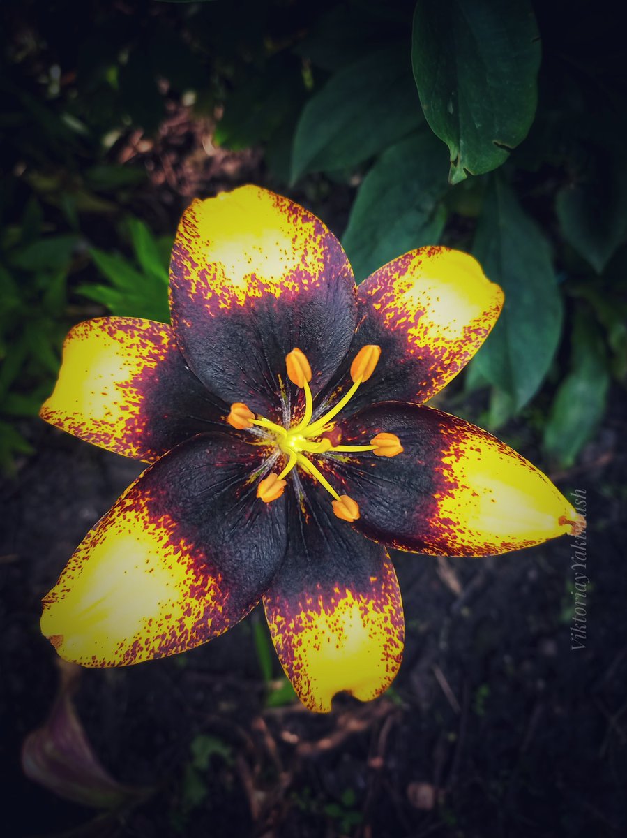 Have a Happy Sunday 🔆
#SundayYellow 🌞
Lily 'Lion Heart' 🦁