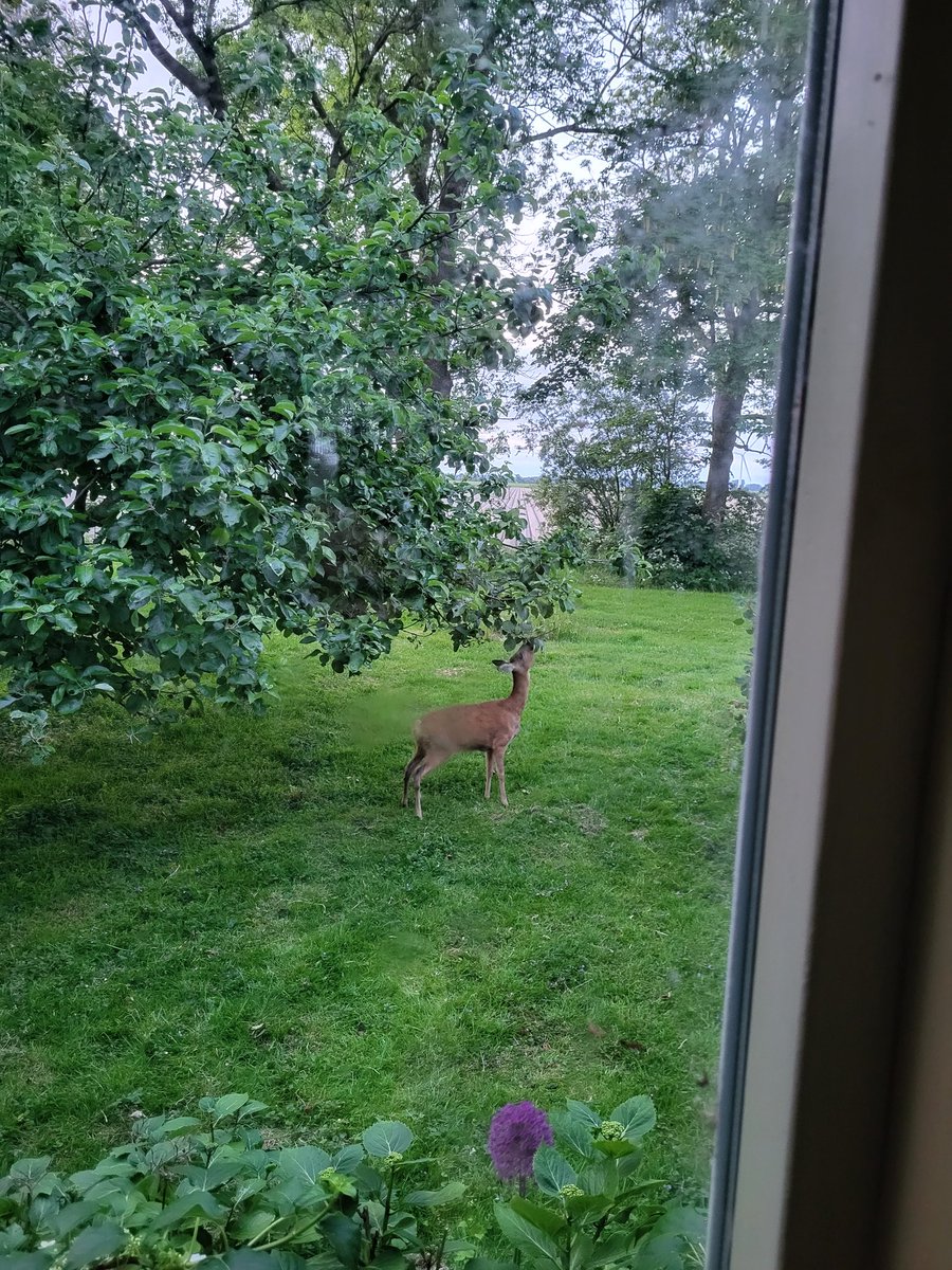 Reeën voelen zich thuis op #twildeveld