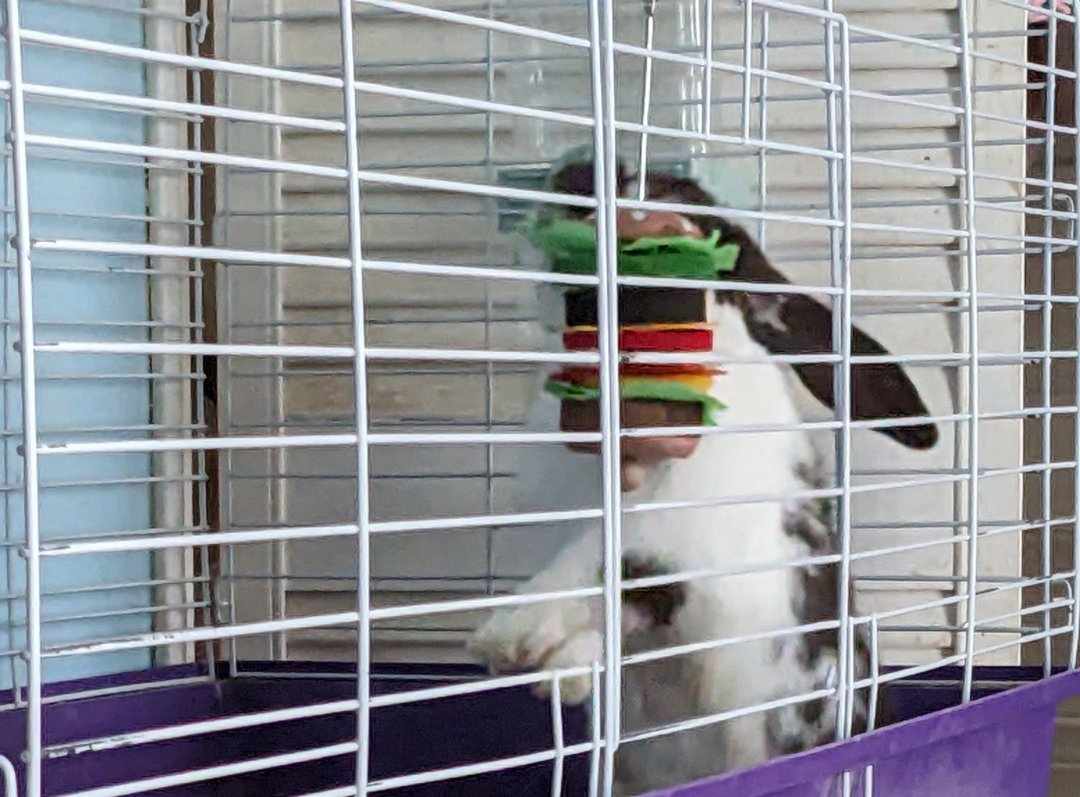 He loves his new toy #rabbit #bunny #rabbitsofinstagram #bunnylove #bunniesofinstagram #rabbits #cute #bunnies #pet #rabbitlove #bunnyrabbit #love #rabbitstagram #petsofinstagram #rabbitlife #instabunny #bunnyoftheday #pets #bunnylife #animals #lapin #rabbitsworldwide #bunnylover