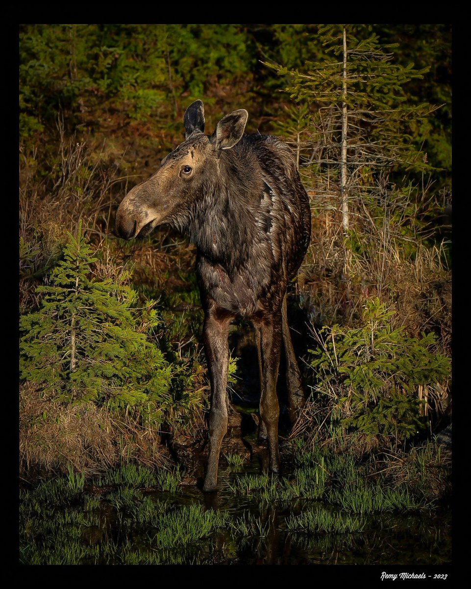 'NORTHERN FRIENDS' instagram.com/p/Ct5mN_Fg075/… #CanadianGeographic #NationalGeographic #AlgonquinPark #Moose #Summer #WildlifePhotography #OntarioParks #PicOfTheDay #BirdPhotography #CanadianWildlife #Muskoka #Huntsville #Gravenhurst #Art #Earth 🫎📸 🇨🇦