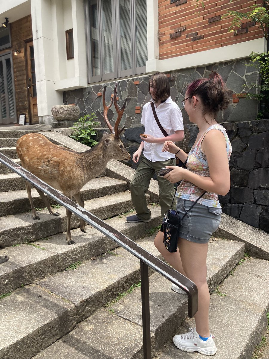WHS_CobleSensei's tweet photo. Our second stop for today is in Nara. Kasugataisha is a very old temple in the original capital, but the students were mostly interested in the deer 🦌 https://t.co/GxRHOsNseZ