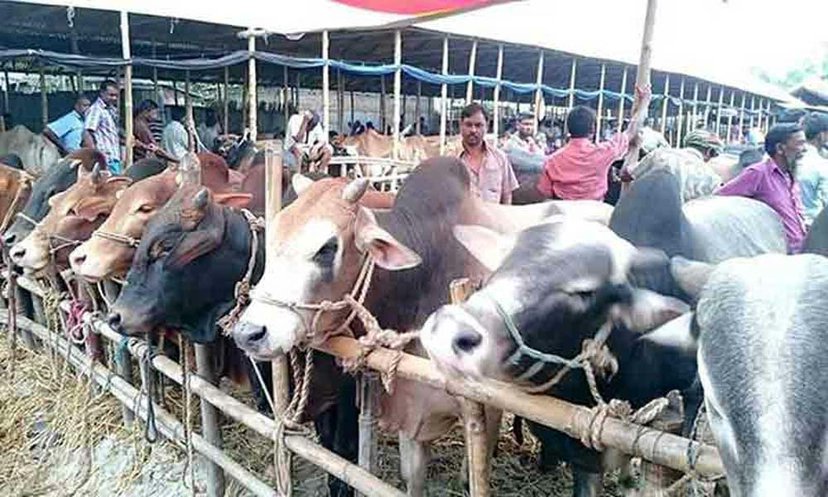 ক্রেতার অপেক্ষায় ভরা পশুর হাট