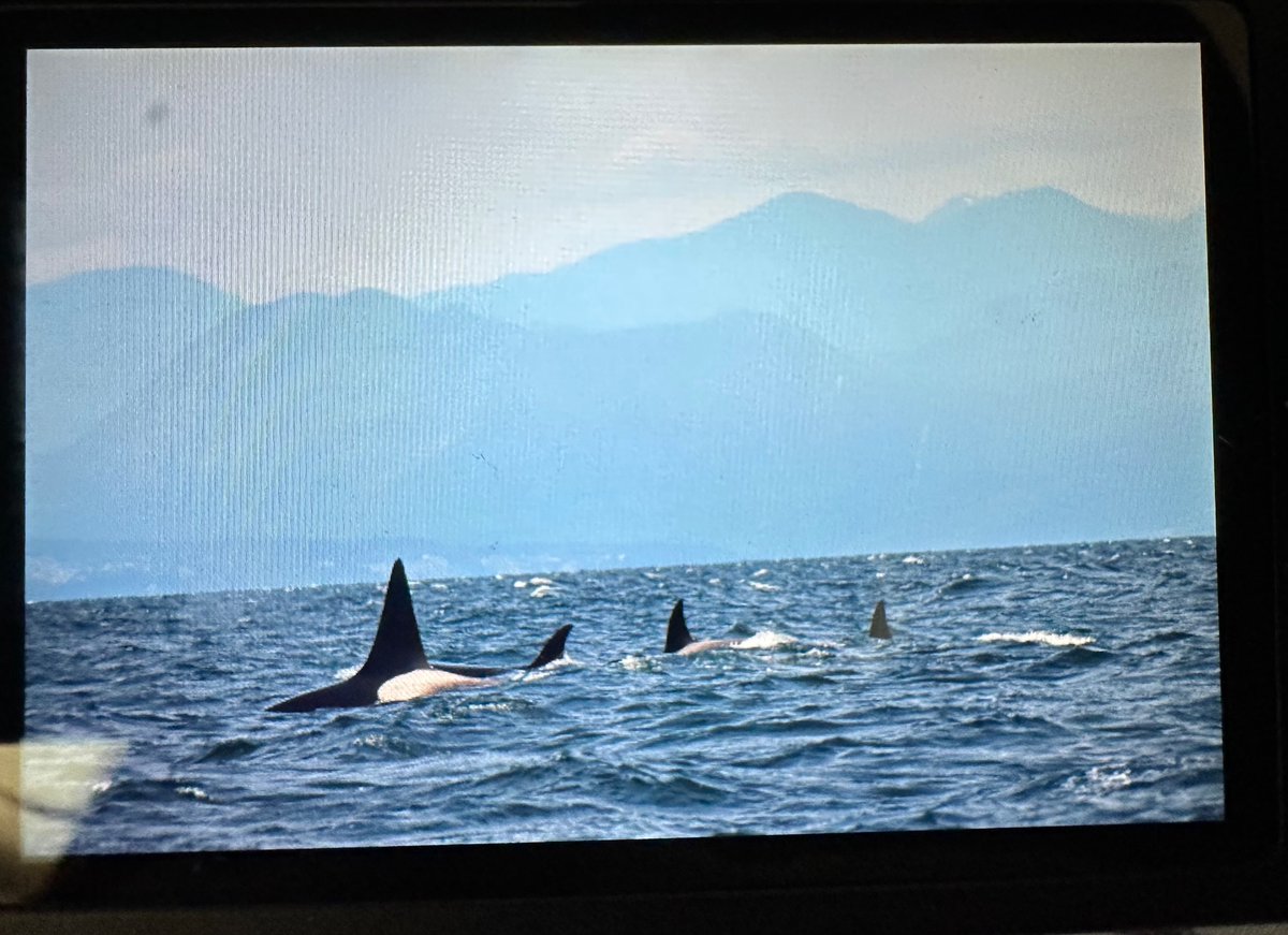 Picture off my DSLR camera preview screen- I am so exited to get these off the SD card as soon as I can! 
Today off Nanaimo we saw two different pods of transient orca. That big male fin belongs to 28 year old Alison. So cool they know so much about these pods! I’m hooked. 💙