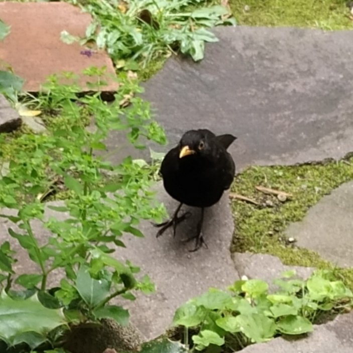 Secchicandi2's tweet image. Quando Lui ti aspetta già dall'androne di casa...😅💞
#merlino