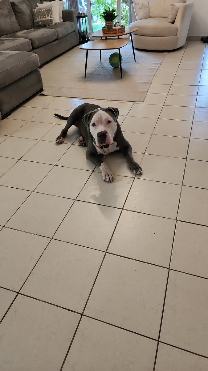 Bwienand's tweet photo. My Buddy!!! 
#americanbully #animallover https://t.co/tn2yfiRfnU