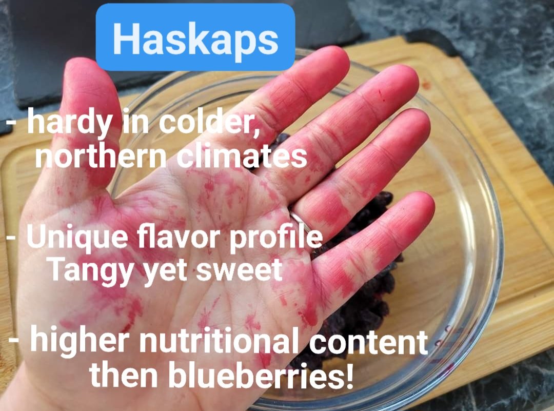 Happy #internationalhaskapberryday!
If you head over to our facebook page, you can listen in on Betheny's live interview on CBC Fresh Air with Ismaila Alfa!
What's your favorite #HaskapRecipe?