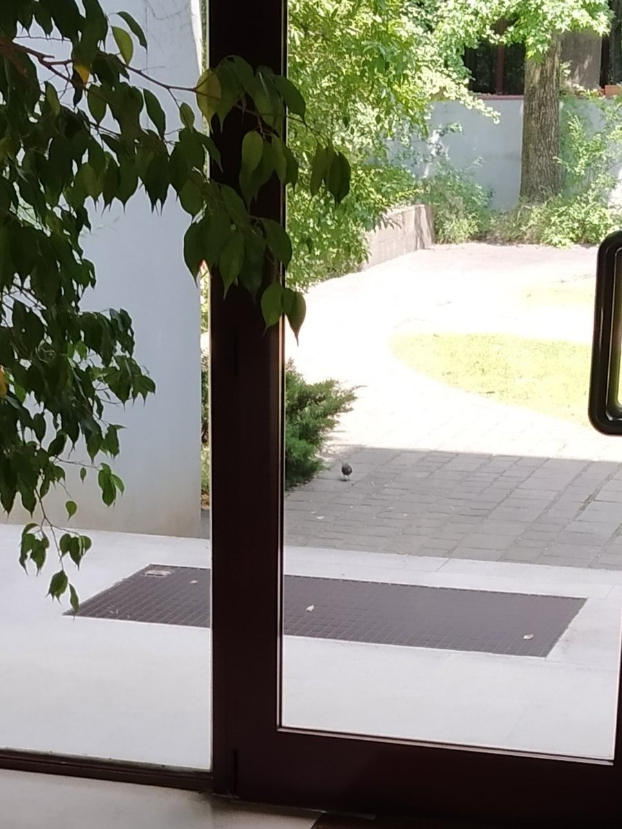 Secchicandi2's tweet image. Quando Lui ti aspetta già dall'androne di casa...😅💞
#merlino