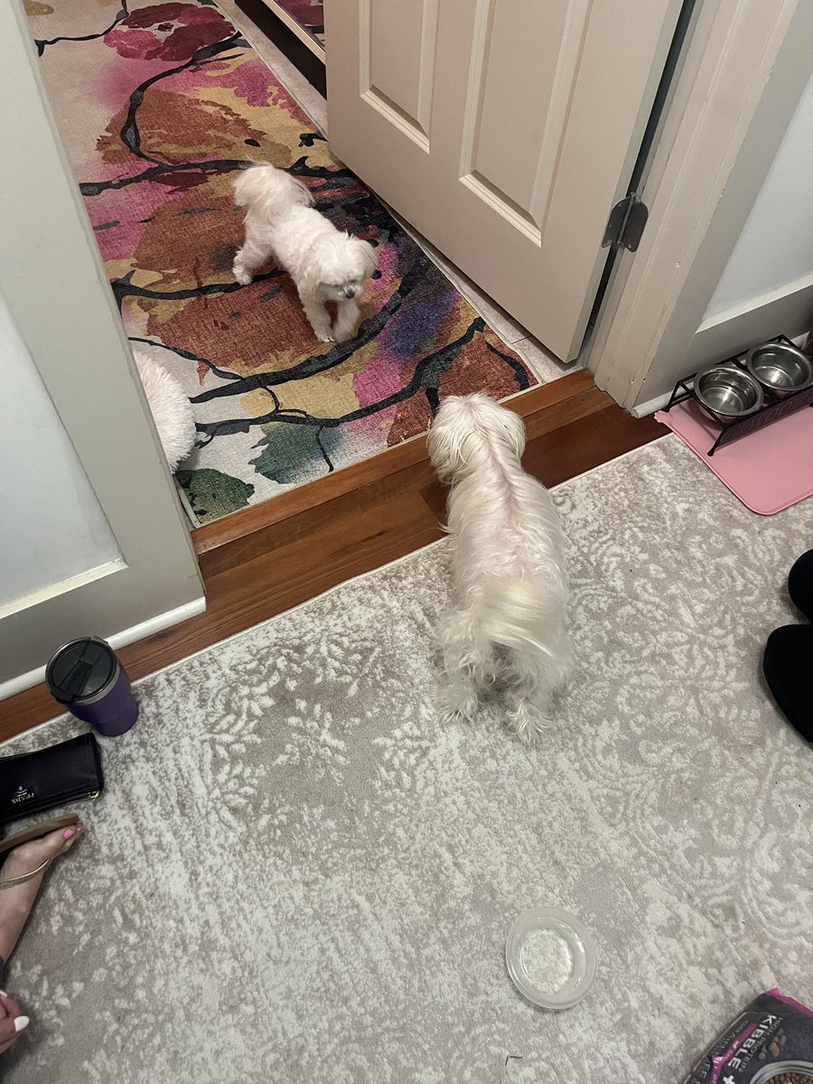 MGMPhotog's tweet photo. Miss Rosie 🤝 Miss Daisy 🥹💖 https://t.co/6ARwN1BflQ