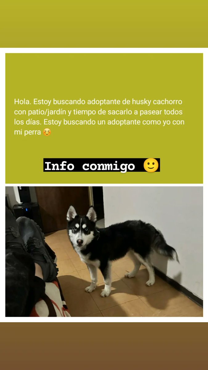 XtianMeraz's tweet photo. Hola! Tengo este pequeño en adopción, si alguien tiene el espacio y la dedicación, me pueden contactar. Esta en Durango, Durango 🙂 https://t.co/XNDijjYkOZ