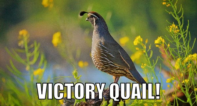 The #RepublicFC summons the #VictoryQuail in #SACvSA! #USLChampionship