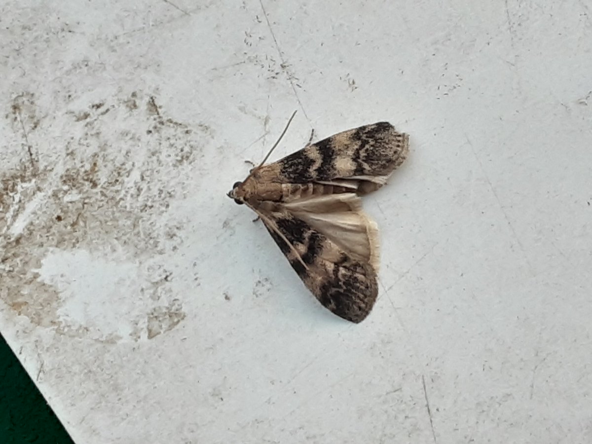 john latham tweet media