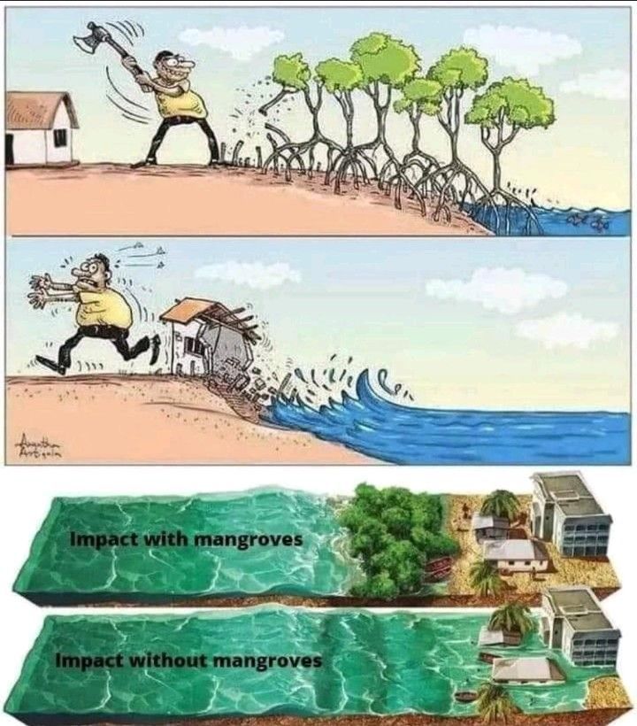 IamTreepathi's tweet photo. Simple picture explaining importance of #Mangroves
#BlueYatra- A Mangrove Plantation, conservation and restoration Initiative by Green Yatra
#GreenYatra #MangrovePlantation #MangroveConservation #MangroveRestoration #MangrovePlantationNGO #MangrovePlantationNGOInIndia #MangrovePlantationInIndia #NetZero #bluecarbon #sdgs #CSR #ClimateChange #ClimateCrisis #G20