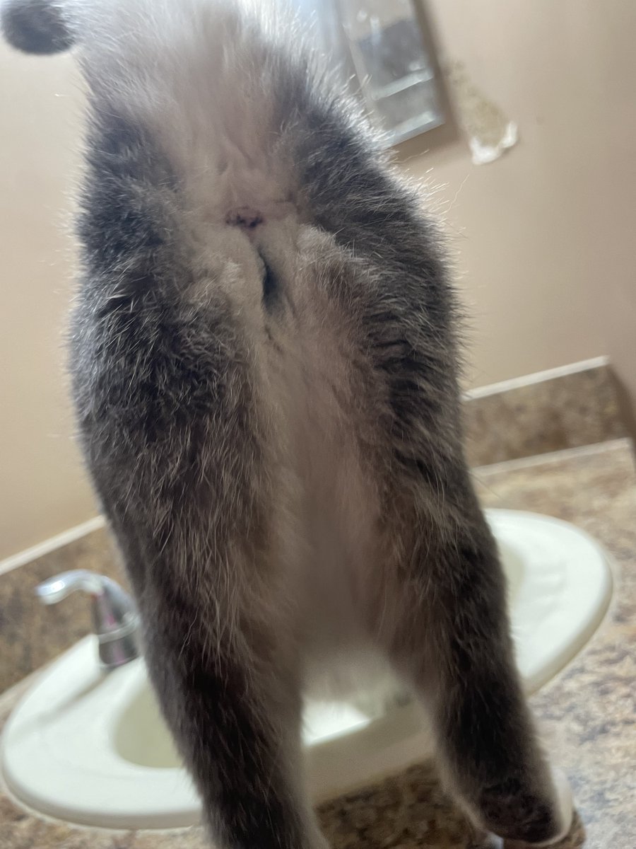 PrettySweetKits's tweet photo. @AvsPackersFan @Nextdoor Lux and his daughter Precious offer their opinions about NextDoor and their shady practices.
#NextDoor #NextDoorApp #CatsOnTwitter #CatsOfTwitter #CuteCats #Cats #Cat #CuteCat #CatLife #CatLover #CatLovers #TabbyTroop https://t.co/C3rsLCacbb