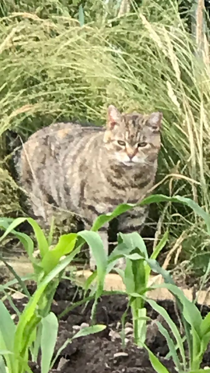 AllotmentCat's tweet photo. I had a visitor the other day - Pip came to my plot with Colin! I kept my distance of course, but she did manage to take a photo of me in the long grass.  I wish I wasn't so shy but that's just how I am. I think I might be too old to change now, what do you think? https://t.co/BU3phJDRT5