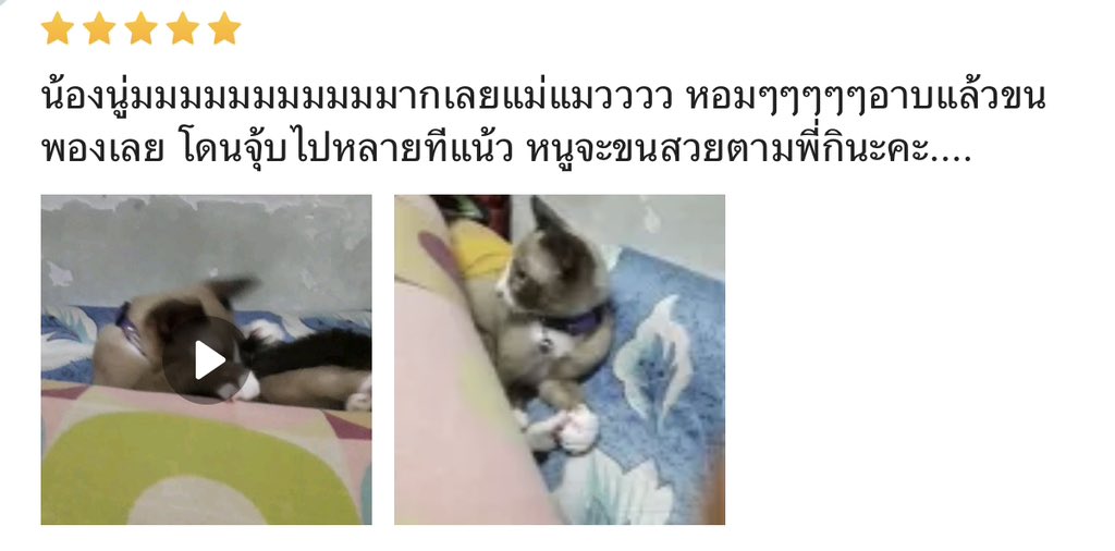 BABEYON อาบน้ำสัตว์เลี้ยง tweet media