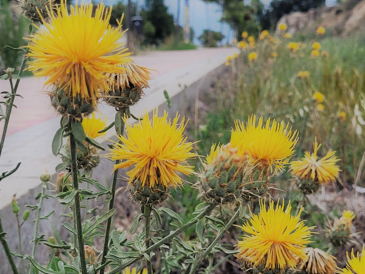 Un paraíso involuntario - Abrepuños, cardos - Centaurea Ornata -  Colmenar Viejo (Madrid) curiosidadnatural.es/2023/06/un-par… @anapricolmenar  #genteAPIA #florasilvestre @OficialSebot @bio_divulgativa